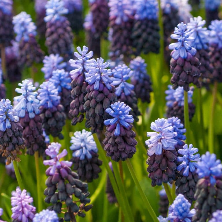 Muscari Bulbs Colorblends® Always Wholesale Pricing