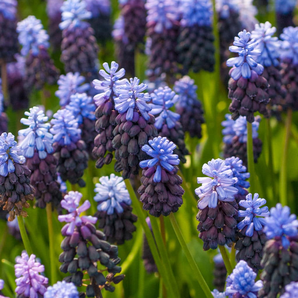 Two-tone Muscari Latifolium from Colorblends, bright blue on top and deep purple below.