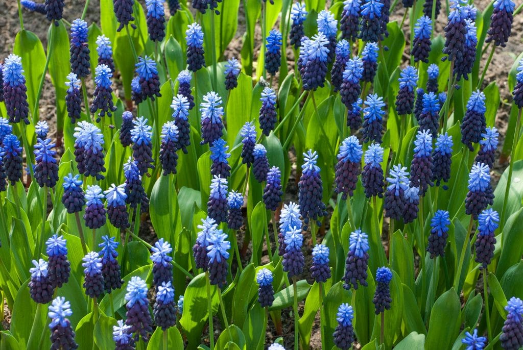Two-tone Muscari Latifolium from Colorblends, bright blue on top and deep purple below.