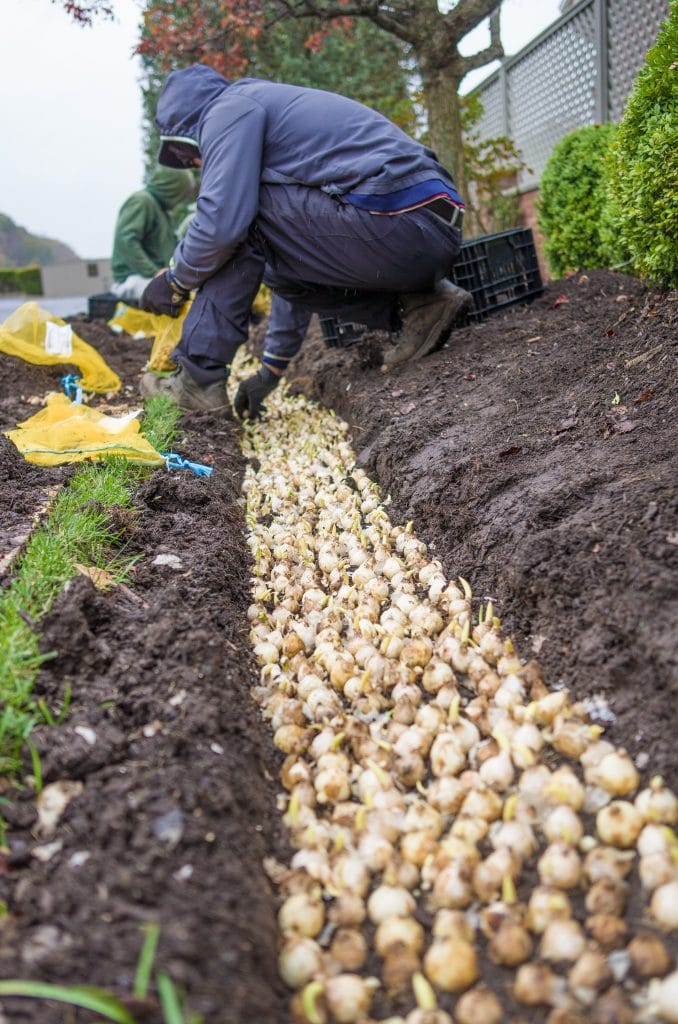 Planting a dense row of Grape Hyacinth bulbs from Colorblends.