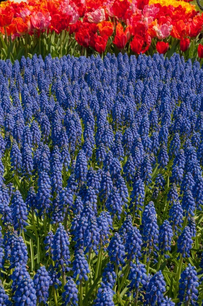 Dense spikes of tiny blue flowers, Grape Hyacinths from Colorblends.