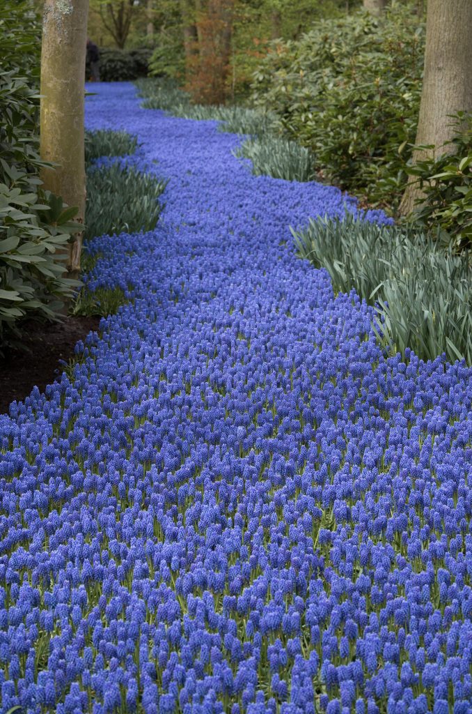 A river of Grape Hyacinths from Colorblends flowering in a woodland setting.