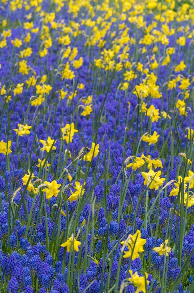 Dense spikes of tiny blue flowers, Grape Hyacinths from Colorblends, in bloom with miniature yellow daffodils.