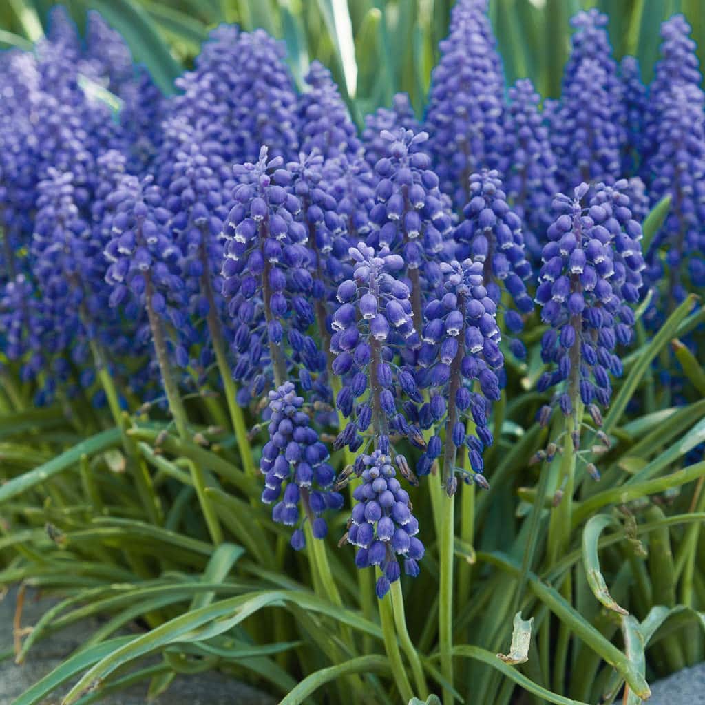 Dense spikes of tiny blue flowers, Grape Hyacinths from Colorblends.