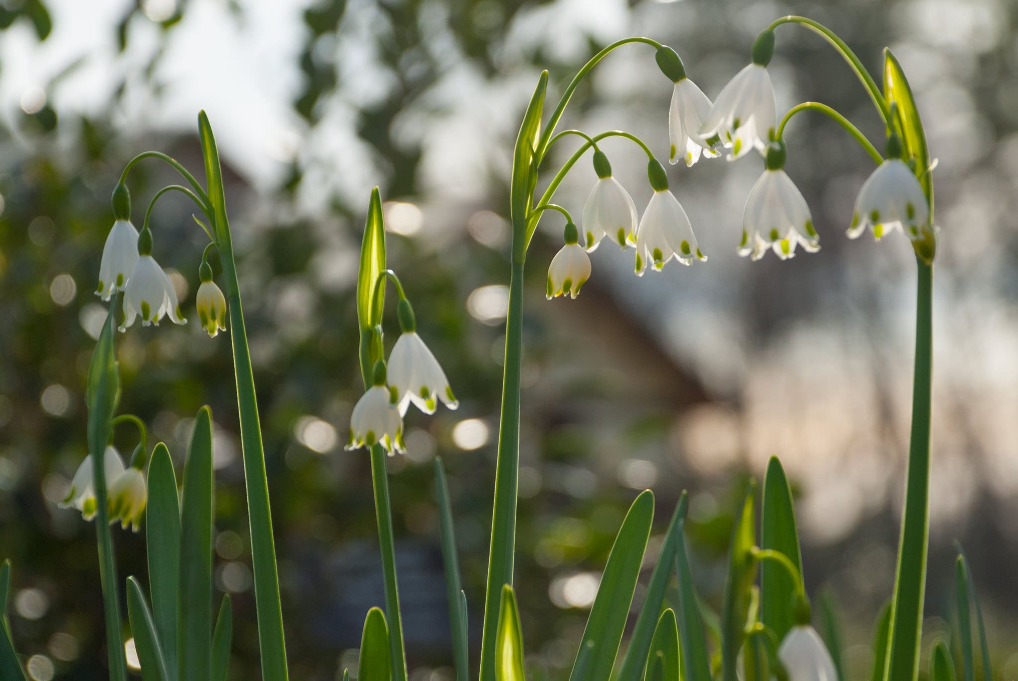 Snowflake Aestivum Giant Bulbs – Harris Seeds