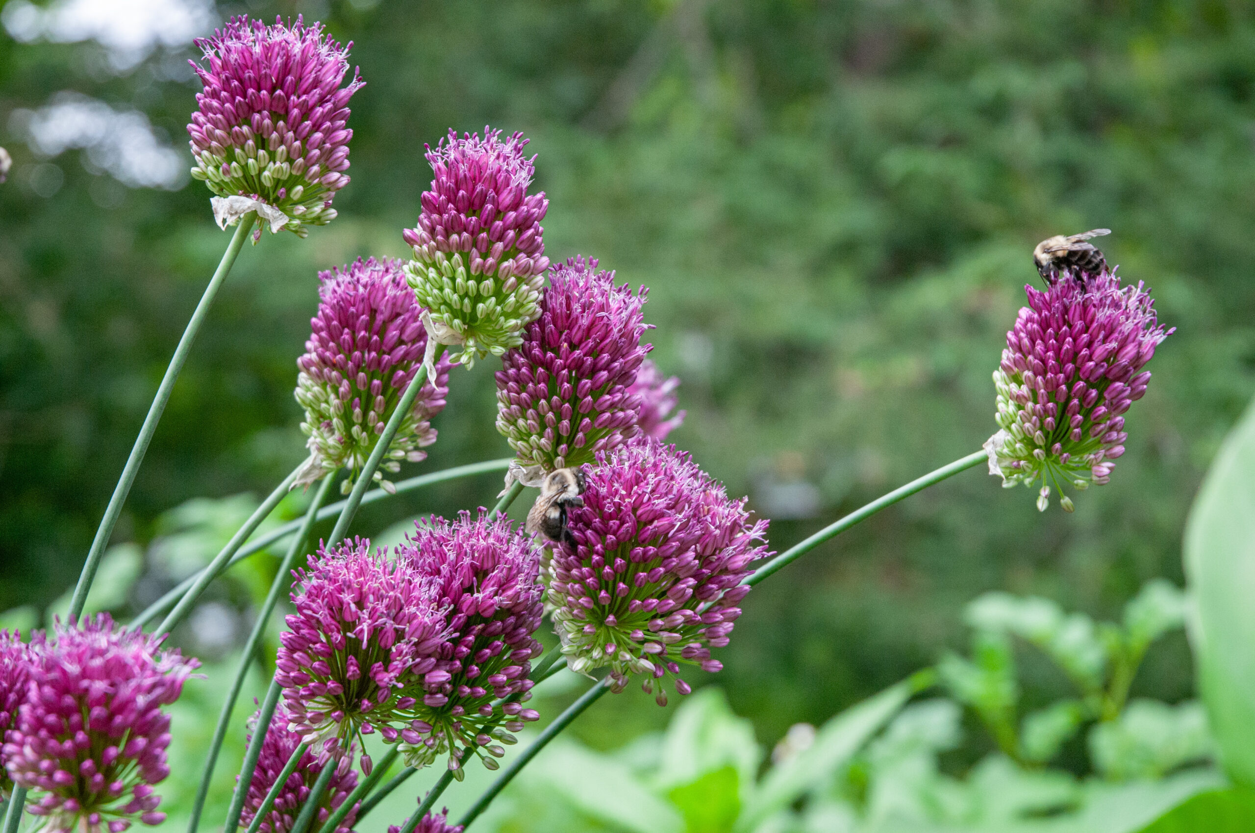 Allium Sphaerocephalon Bulbs | Wholesale Pricing | Colorblends