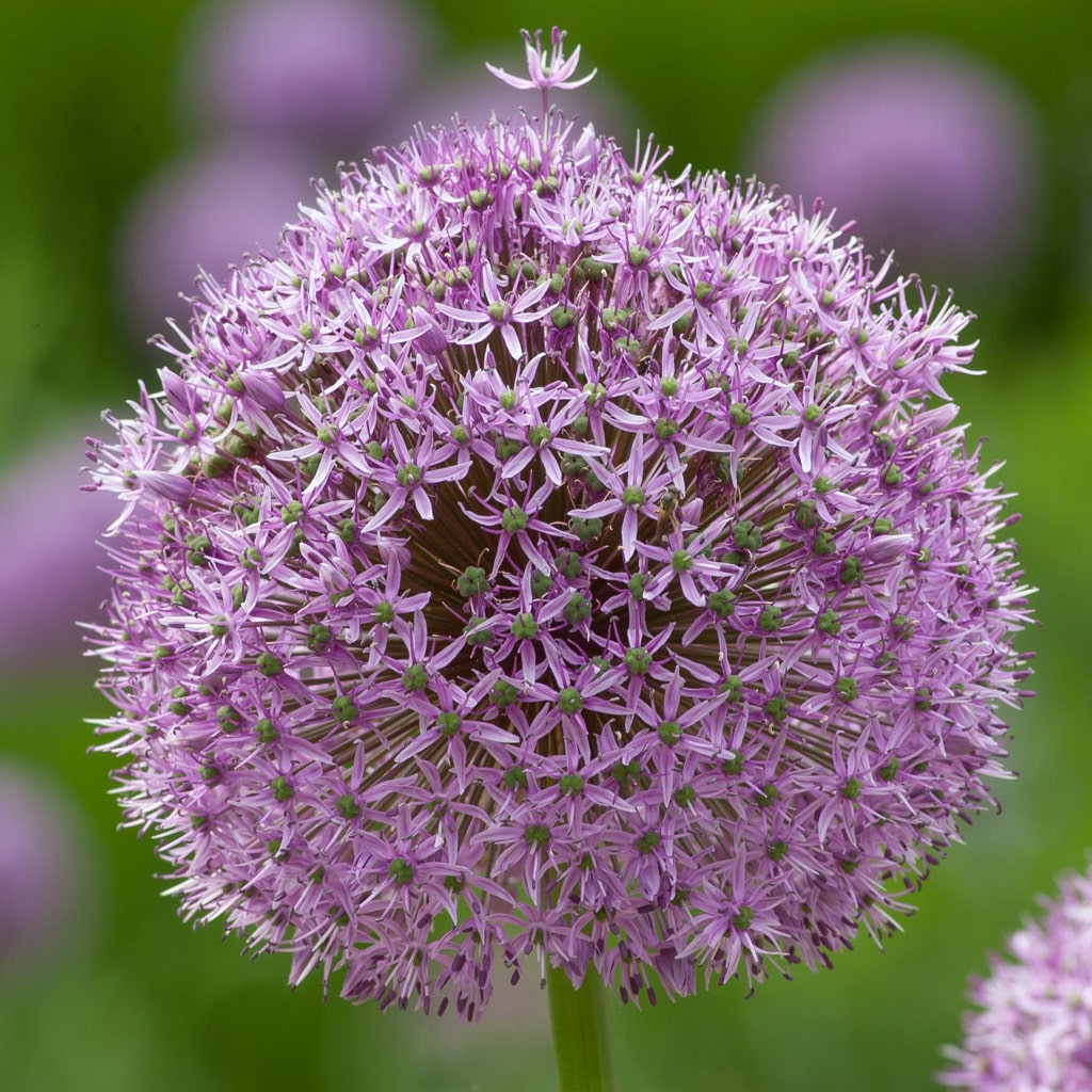 Allium Bulbs   Dutch Flower Bulbs at wholesale prices   Colorblends®
