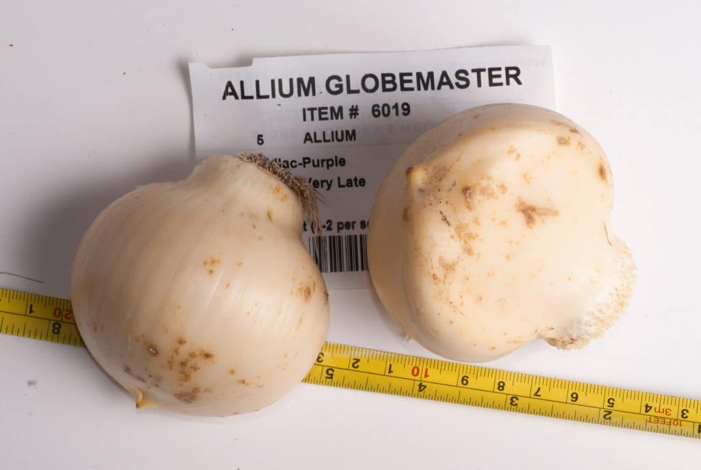 Allium Globemaster bulbs next to a measuring tape, from Colorblends.