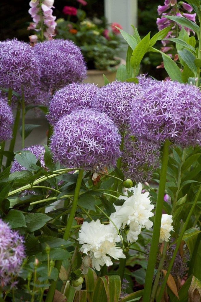 8-inch orbs of lilac-pink flowers, Globemaster Alliums from Colorblends.