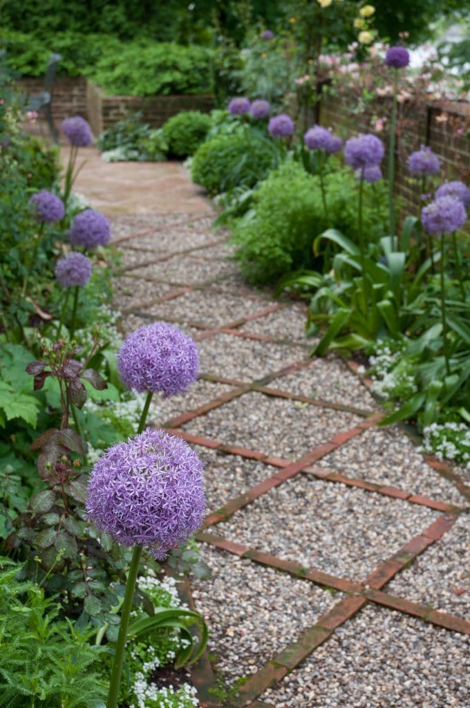 8-inch orbs of lilac-pink flowers, Globemaster Alliums from Colorblends, planted along a garden path.