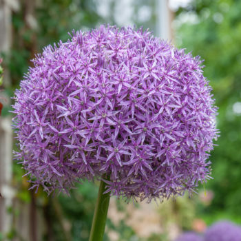 An 8-inch orb of lilac-pink flowers, Allium Globemaster from Colorblends.