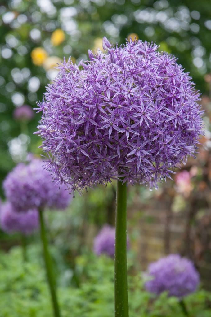 An 8-inch orb of lilac-pink flowers, Allium Globemaster from Colorblends.