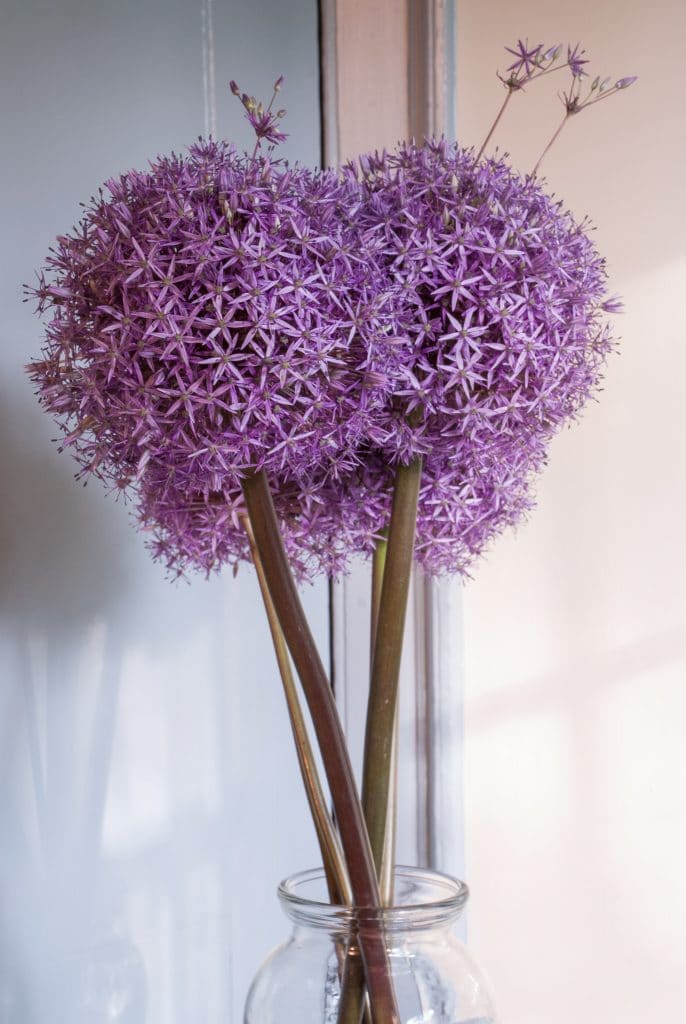 Cut stems in a vase of 8-inch orbs of lilac-pink flowers, Globemaster Alliums from Colorblends.