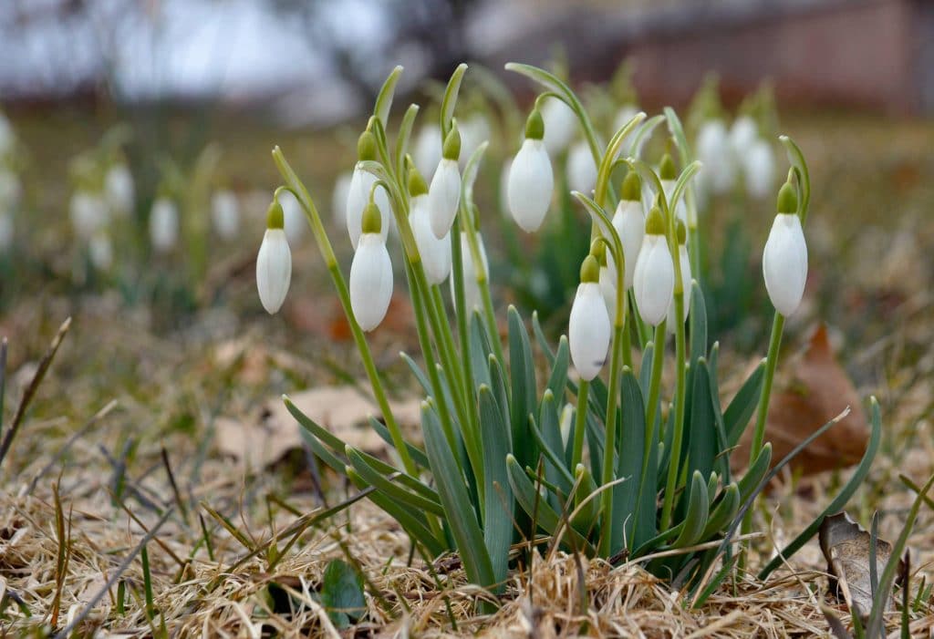 White winged flowers, Snowdrops from Colorblends.