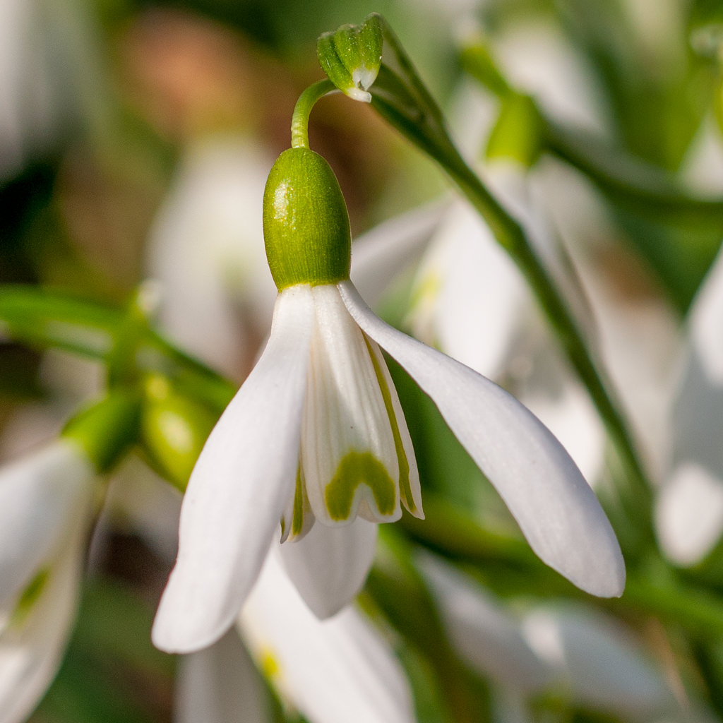 White winged flowers, Snowdrops from Colorblends.