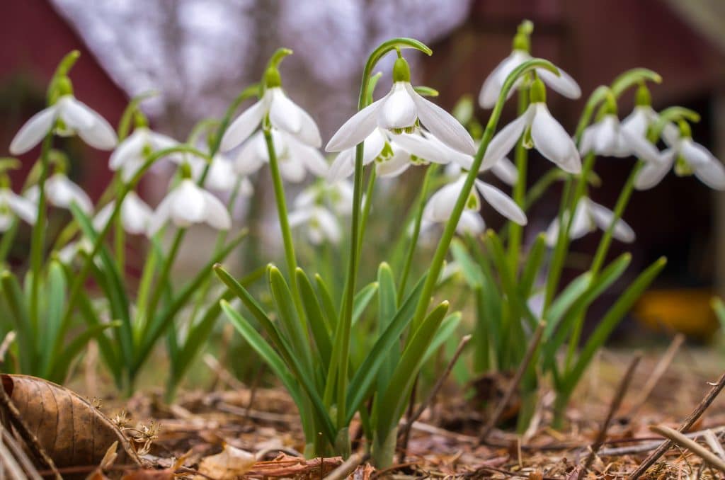 White winged flowers, Snowdrops from Colorblends.