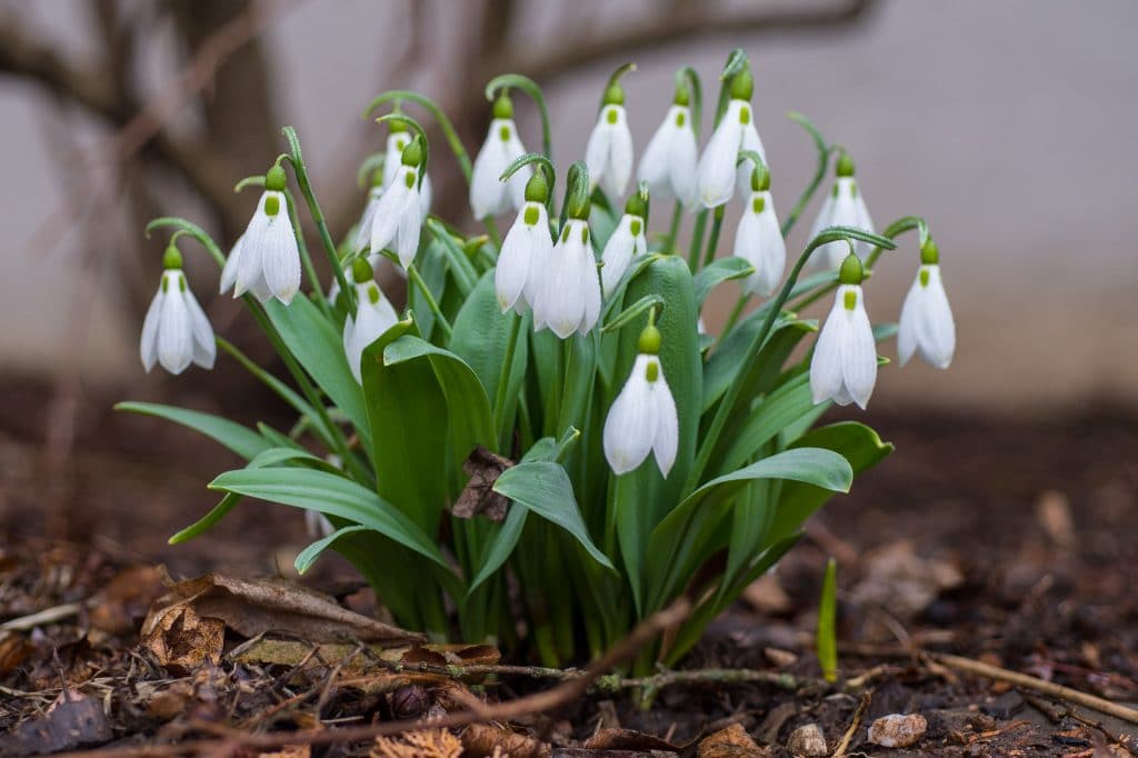 White winged flowers, Snowdrops from Colorblends.