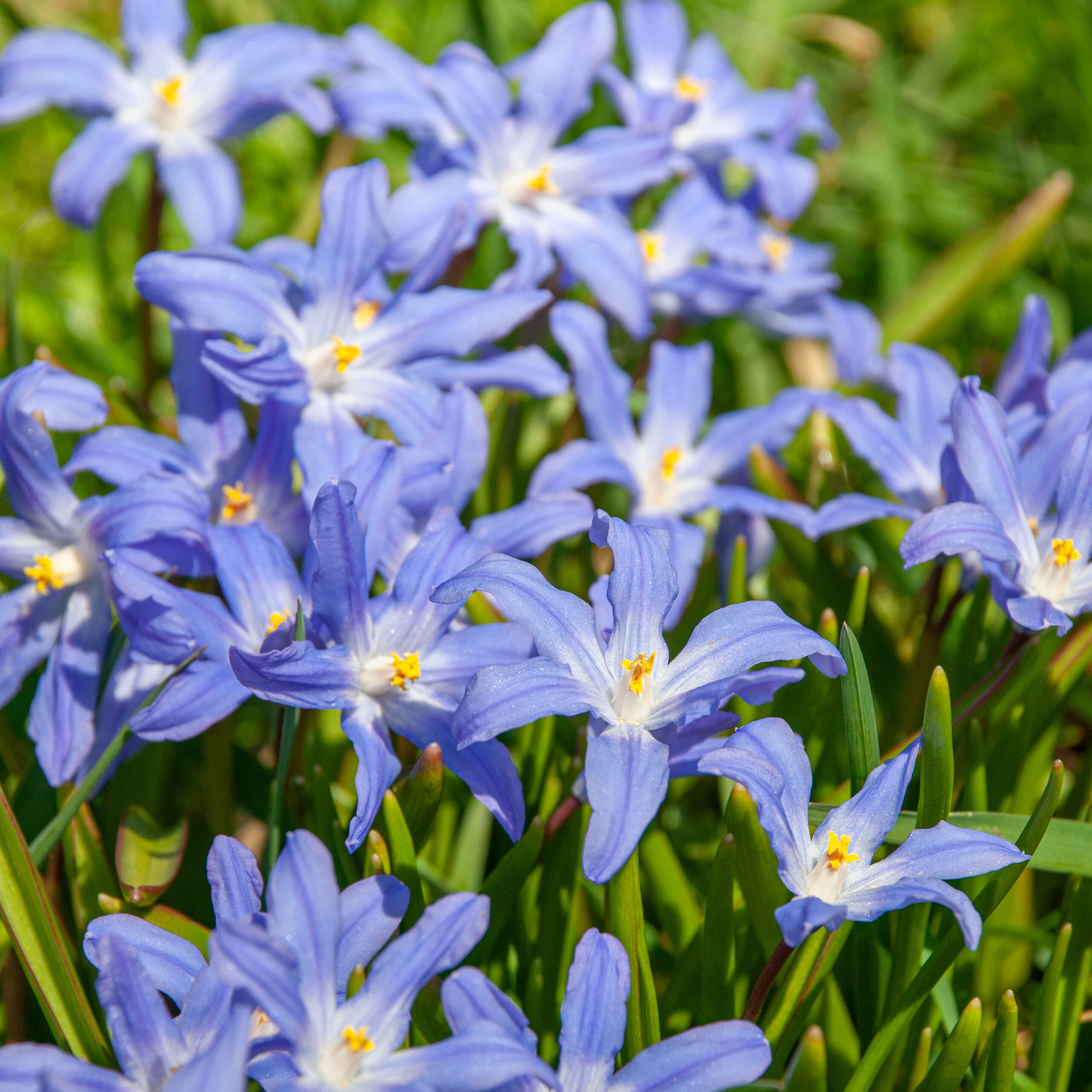 Glory of the Snow Bulbs | Always Wholesale Pricing | Colorblends®