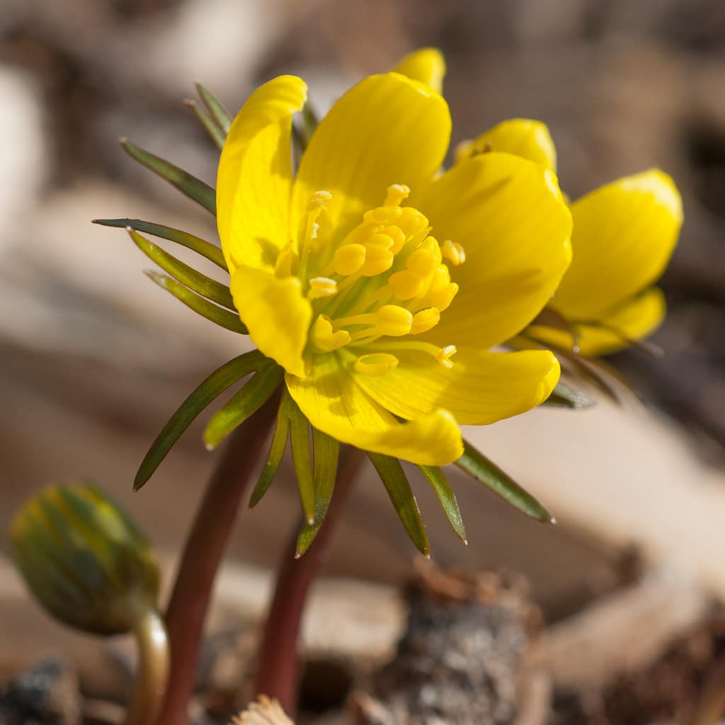 Small yellow bulbs, Winter Wolf's Bane from Colorblends.