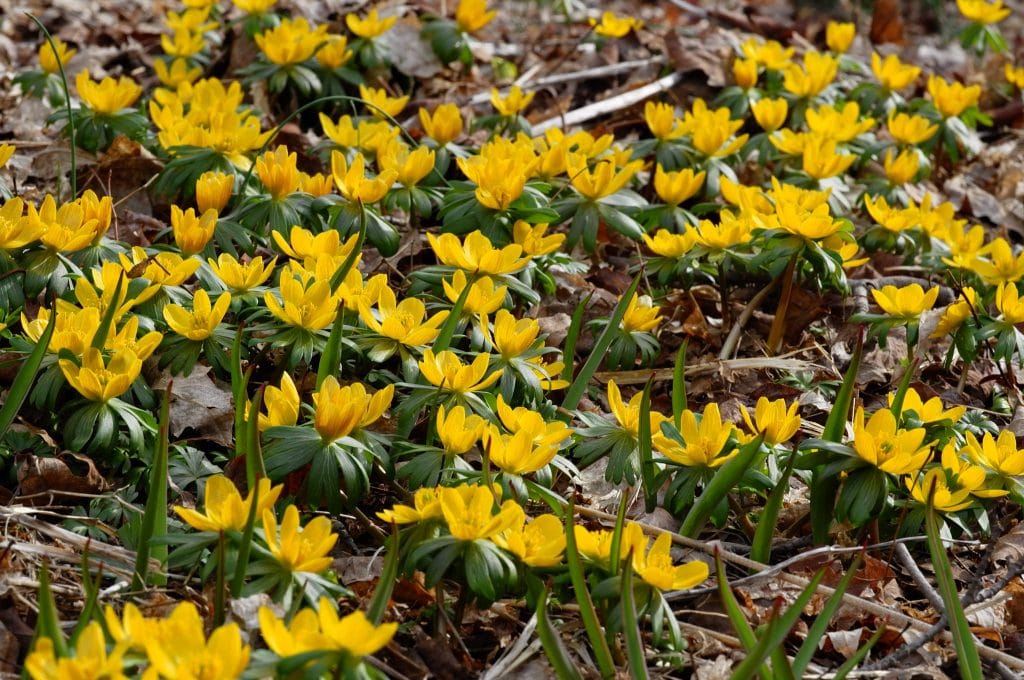 Small yellow bulbs Winter Wolf's Bane from Colorblends.