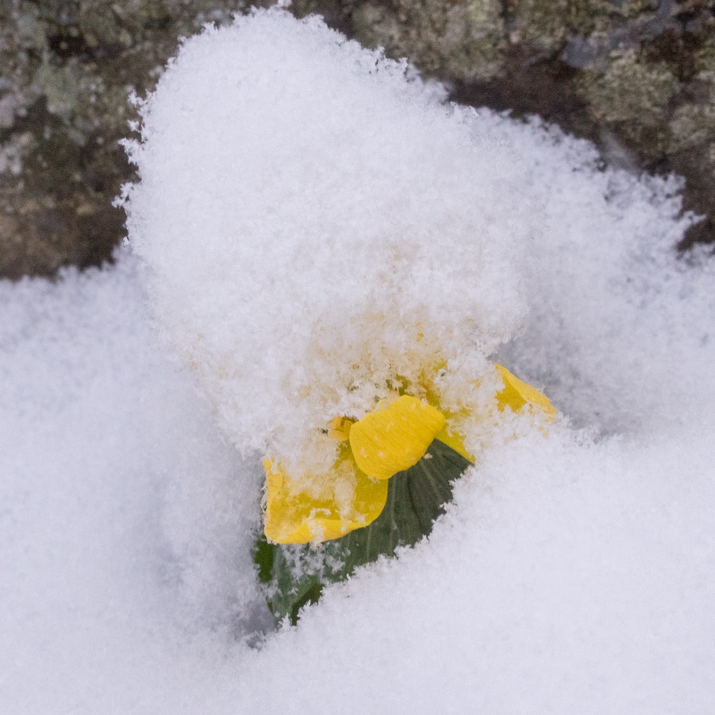 A small yellow bulb of Winter Wolf's Bane blanketed in snow.