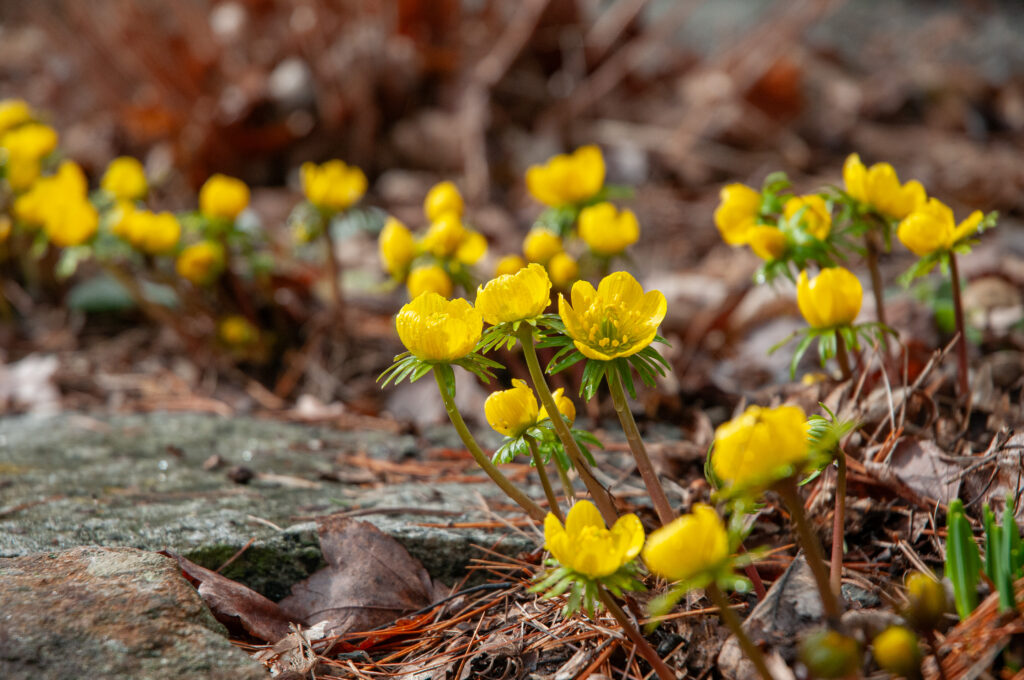 Winter Wolfs Bane near bark