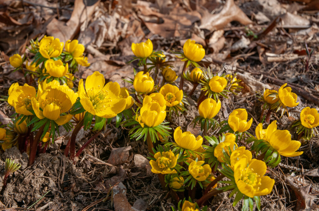 Winter Wolfs Bane in fall leaves