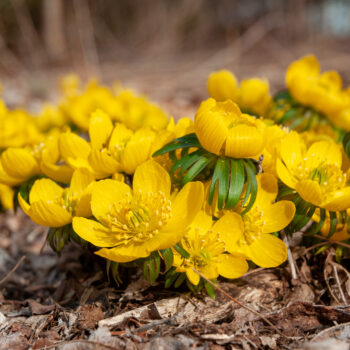 Winter Wolfs Bane from Colorblends