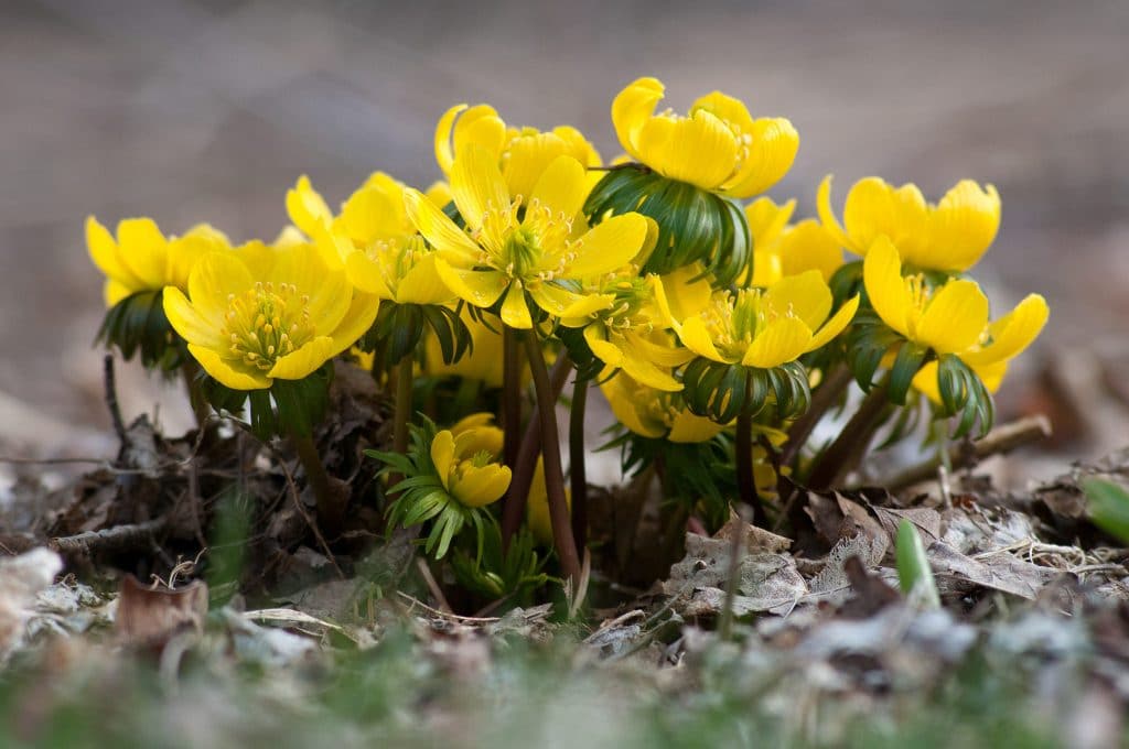 A group of Small yellow bulbs, Winter Wolf's Bane from Colorblends.