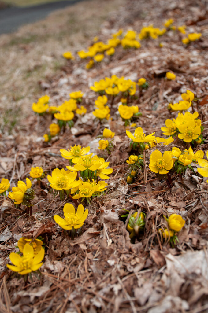 Winter Wolfs Bane in pine needles