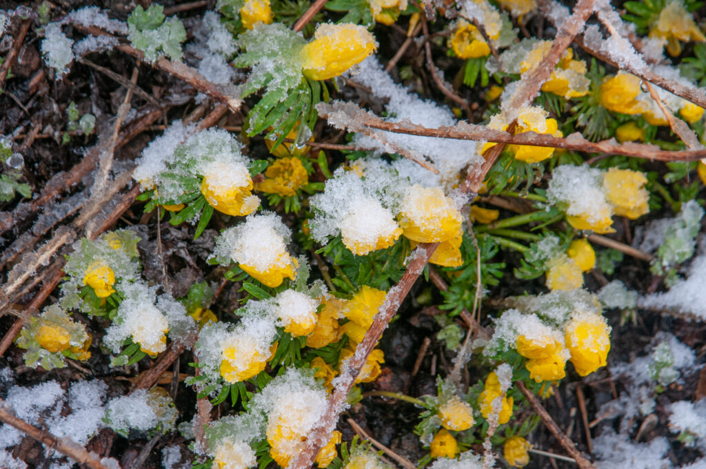 Winter Wolfs Bane covered in frost