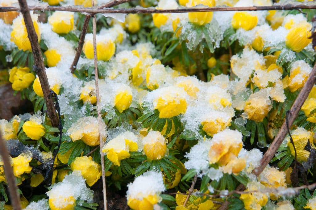 Small yellow bulbs Winter Wolf's Bane under a late bed of snow and ice.