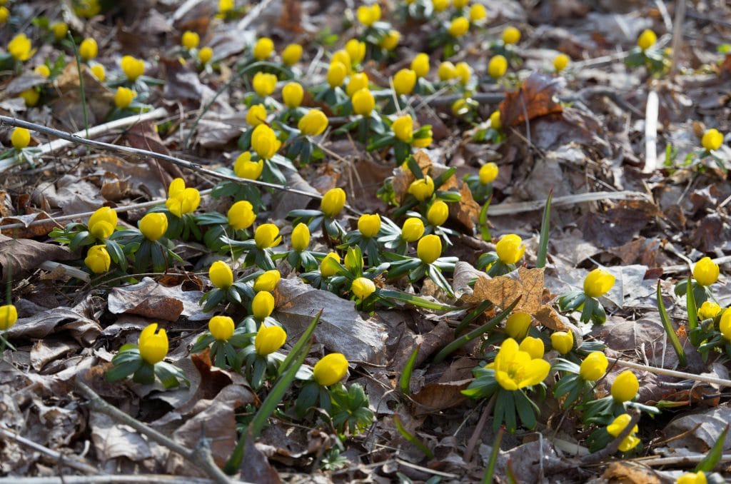 A group of small yellow bulbs, Winter Wolf's Bane, in a woodland setting.