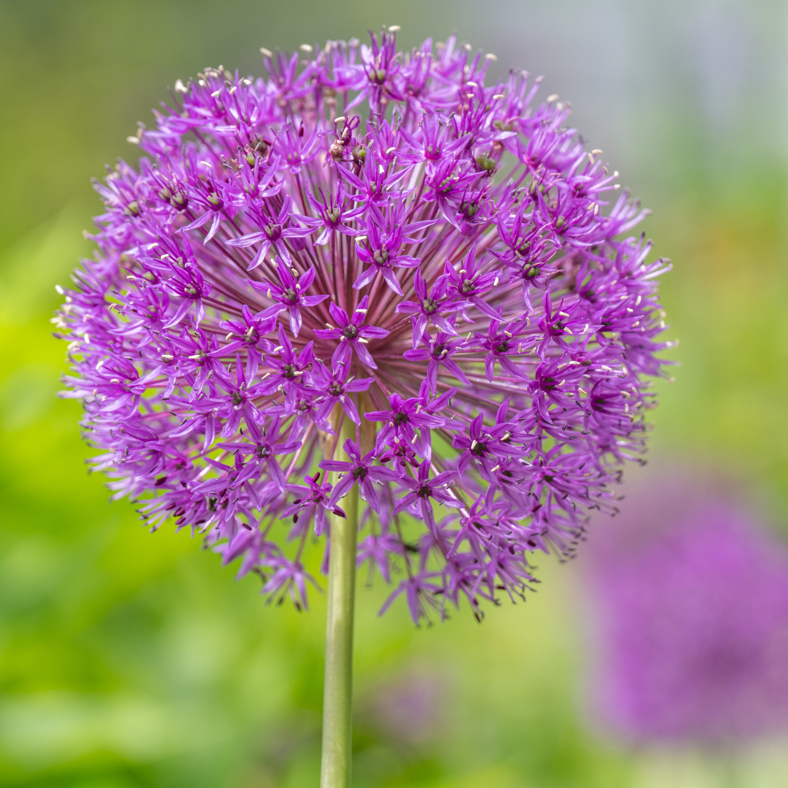 Allium Purple Sensation Bulbs | Wholesale Pricing | Colorblends®