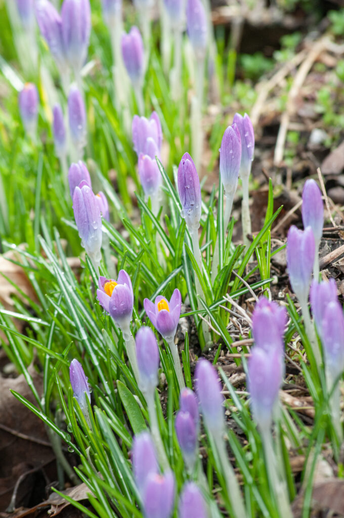 Purplish pink Tommies crocuses from Colorblends just starting to open