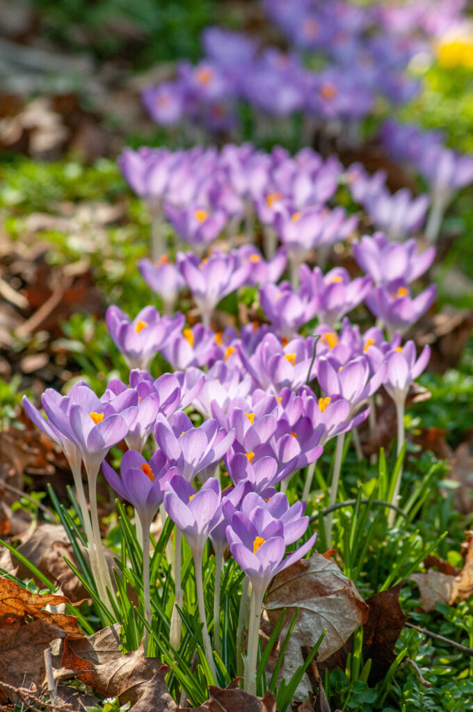 Purplish pink Tommies crocuses from Colorblends