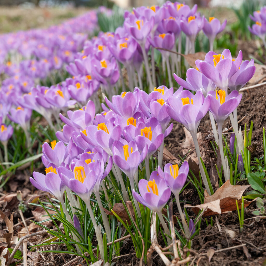Purplish pink Tommies crocuses from Colorblends