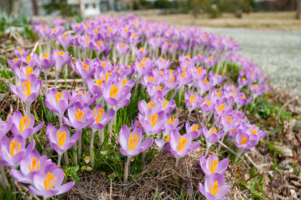 Purplish pink Tommies crocuses from Colorblends