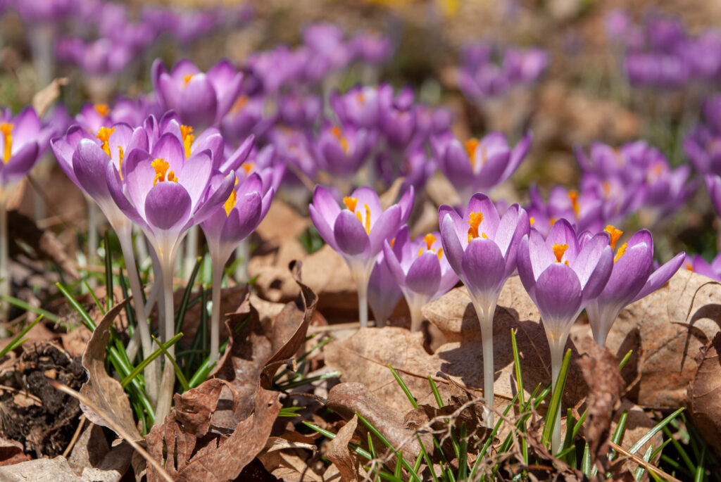 Purplish pink Tommies crocuses from Colorblends pushing up through the fall leaves.