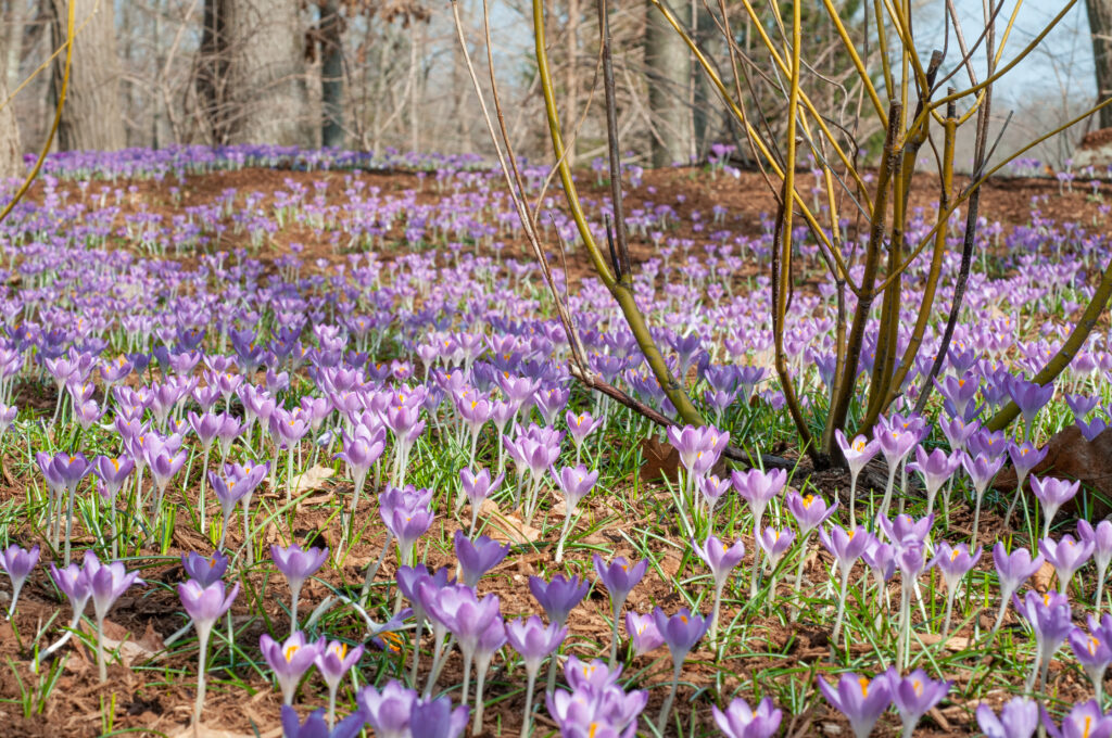 Tiny purplish pink Tommies crocuses from Colorblends growing in a woodland setting.