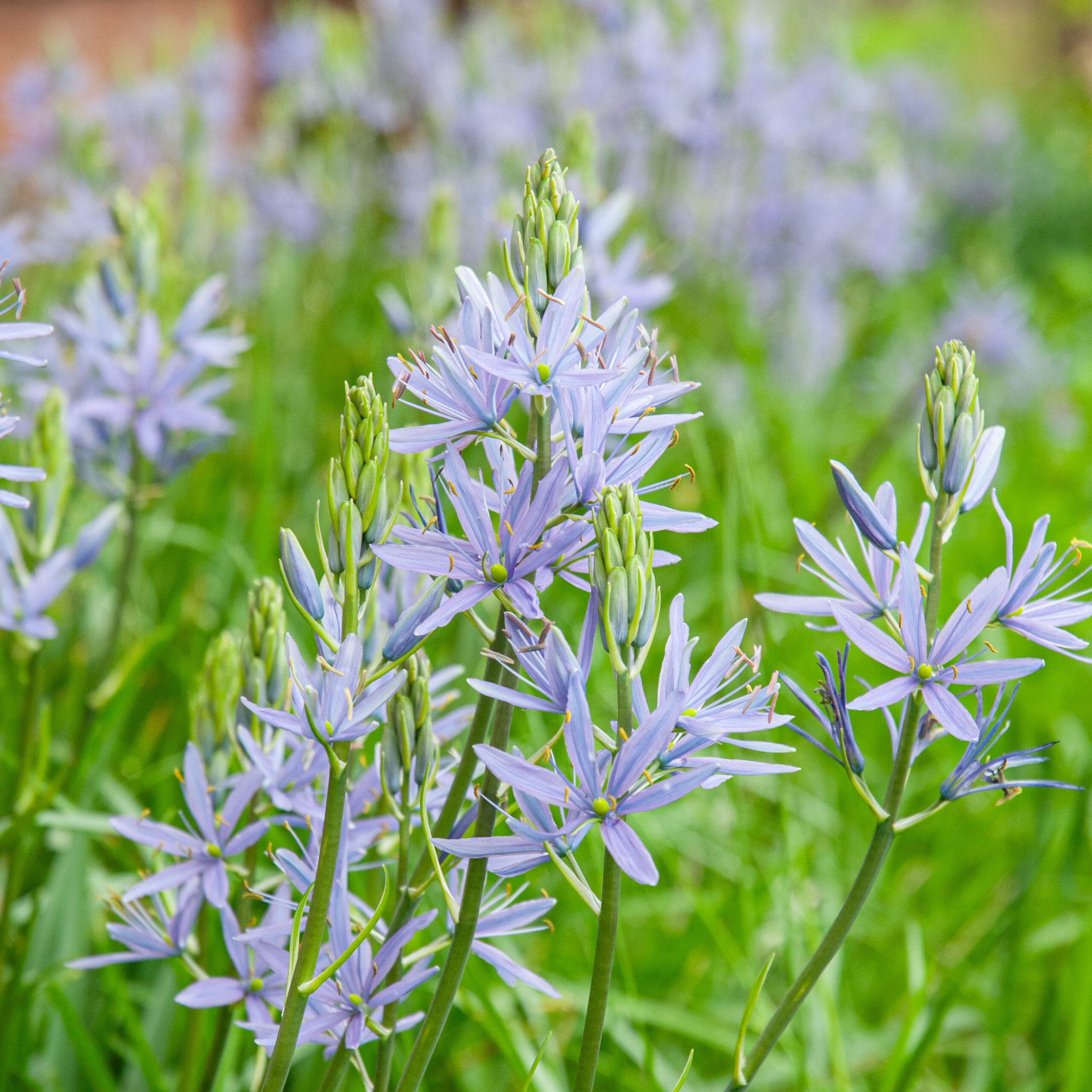 Camassia Bulbs | Always Wholesale Pricing | Colorblends