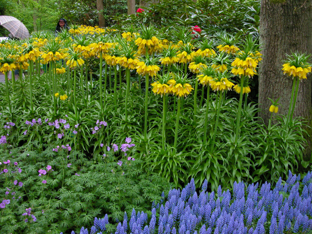Yellow Crown Imperials around a tree
