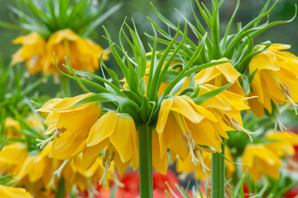 Yellow Crown Imperials close up