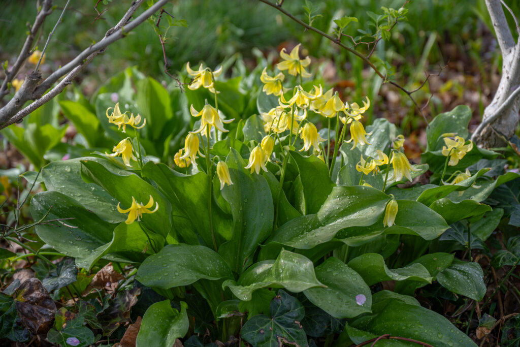 Trout Lily in a landscape