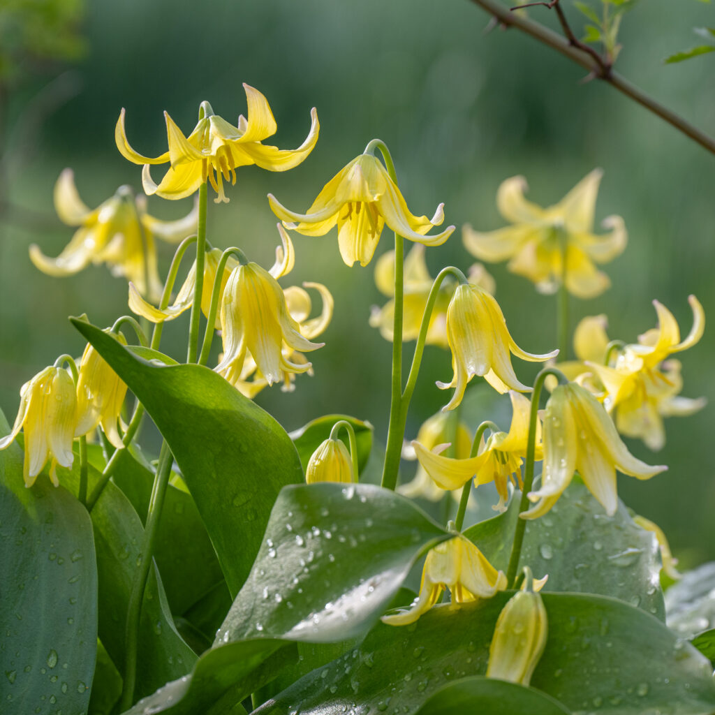 Trout Lily from Colorblends