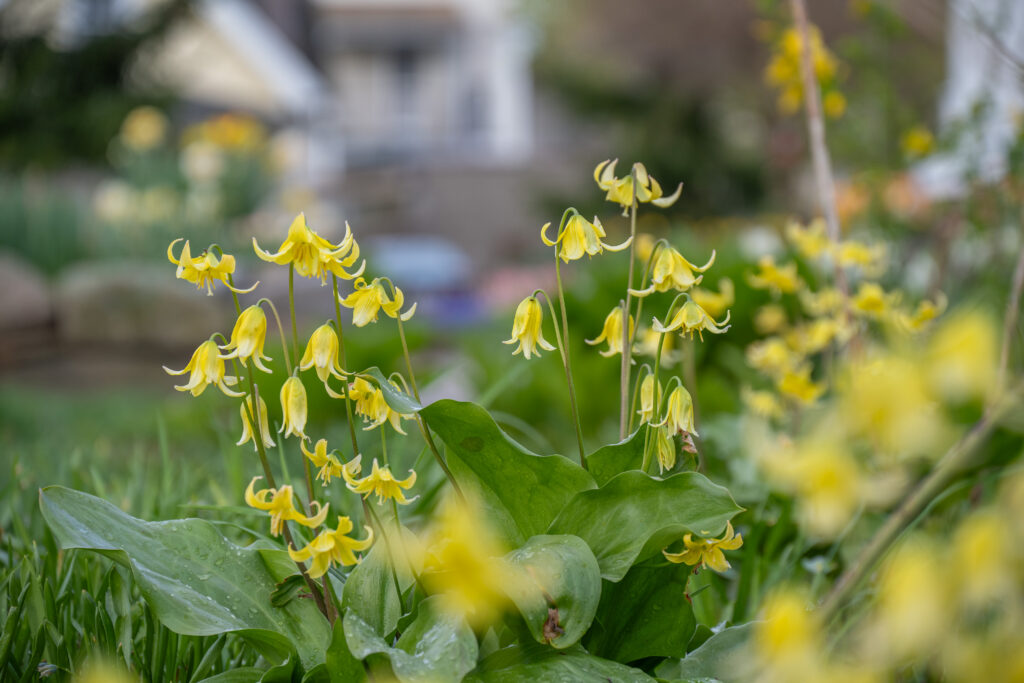 Trout Lily in a city