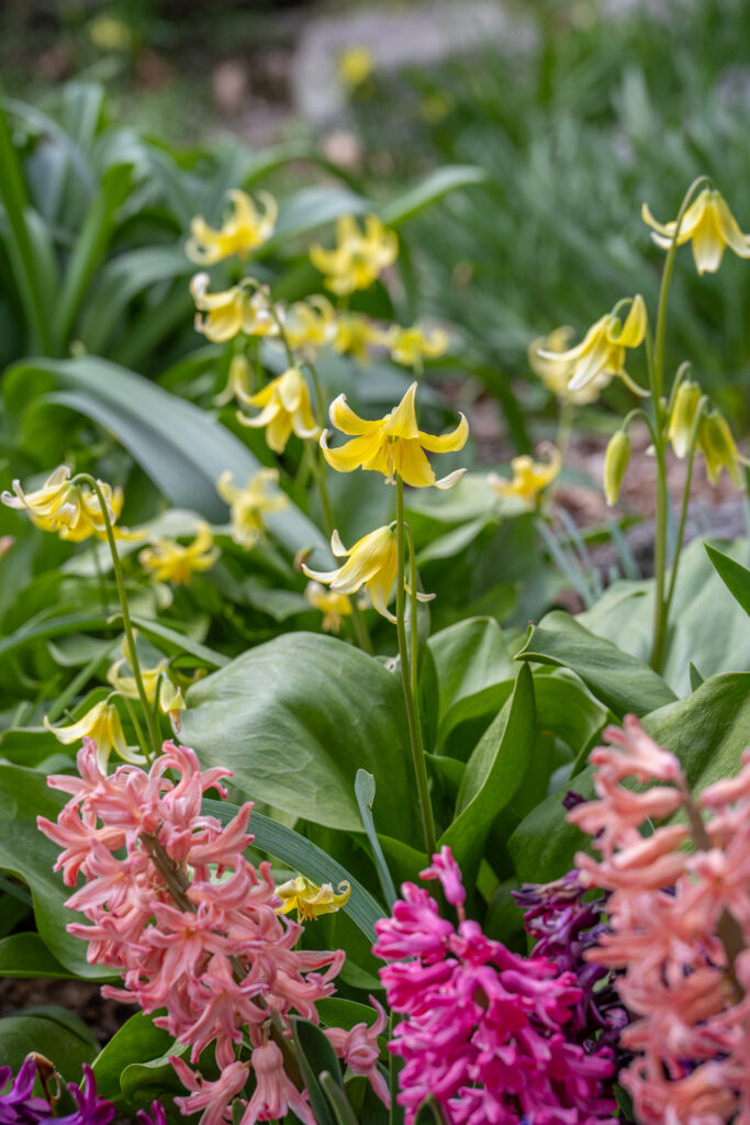 Trout Lily shown with hyacinths