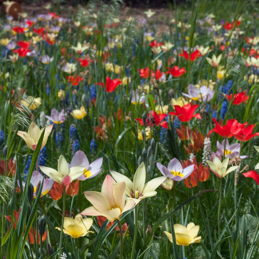 wild tulips and muscari planted in turf, Aladdin's Carpet from Colorblends