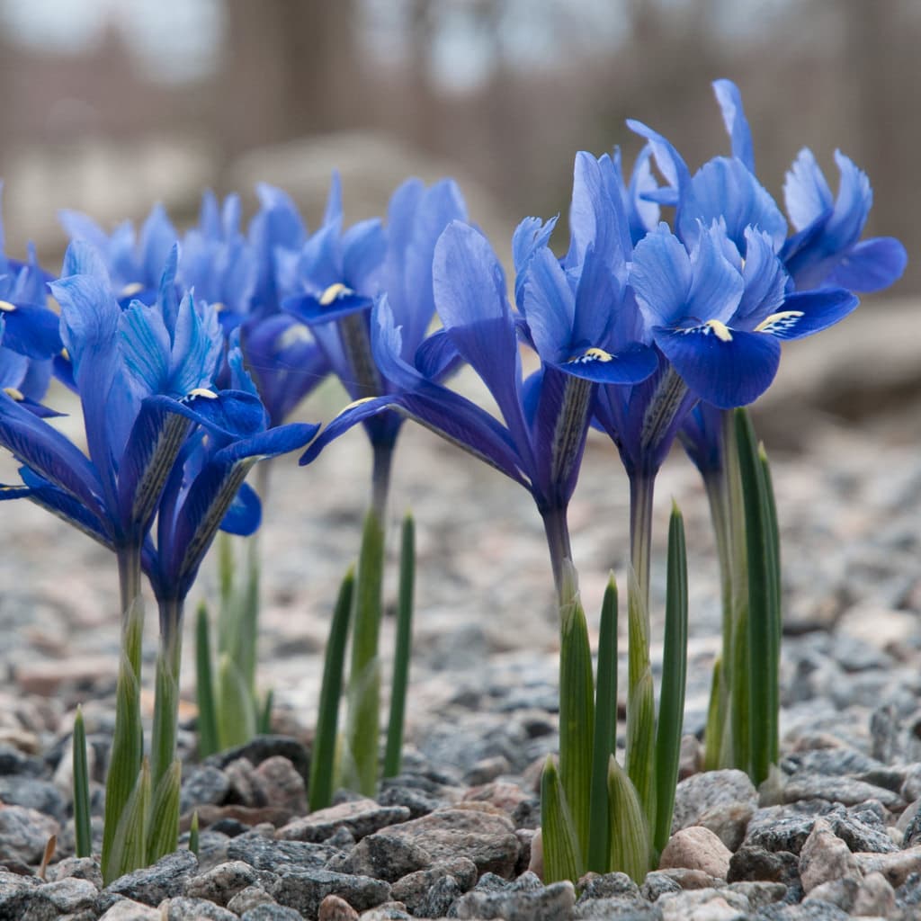 How to Grow and Care for Iris Reticulata
