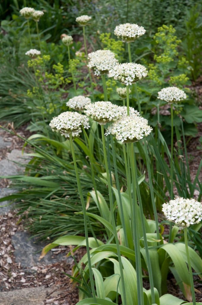Hemispheres of white flowers on slender stems, Allium Nigrum from Colorblends, planted along a path.